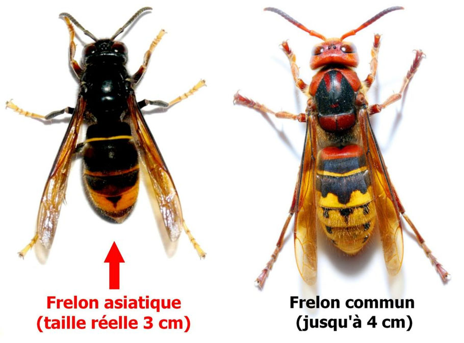 Comparaison entre frelon asiatique et frelon européen dans l’Allier