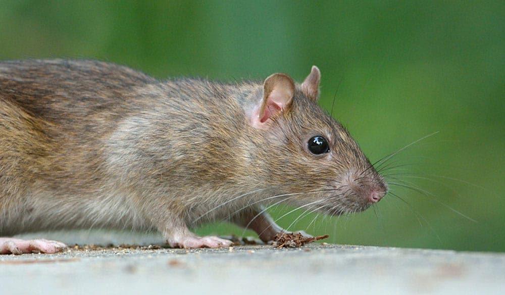 Photo d’un rat surmulot utilisé pour illustrer un article sur la dératisation et les infestations de rats en ville.