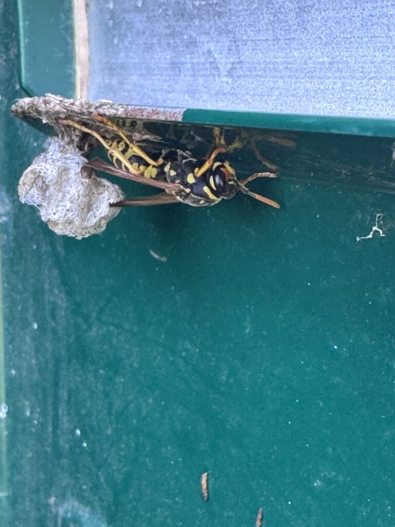 Petit nid de guêpes polistes observé dans l’Allier