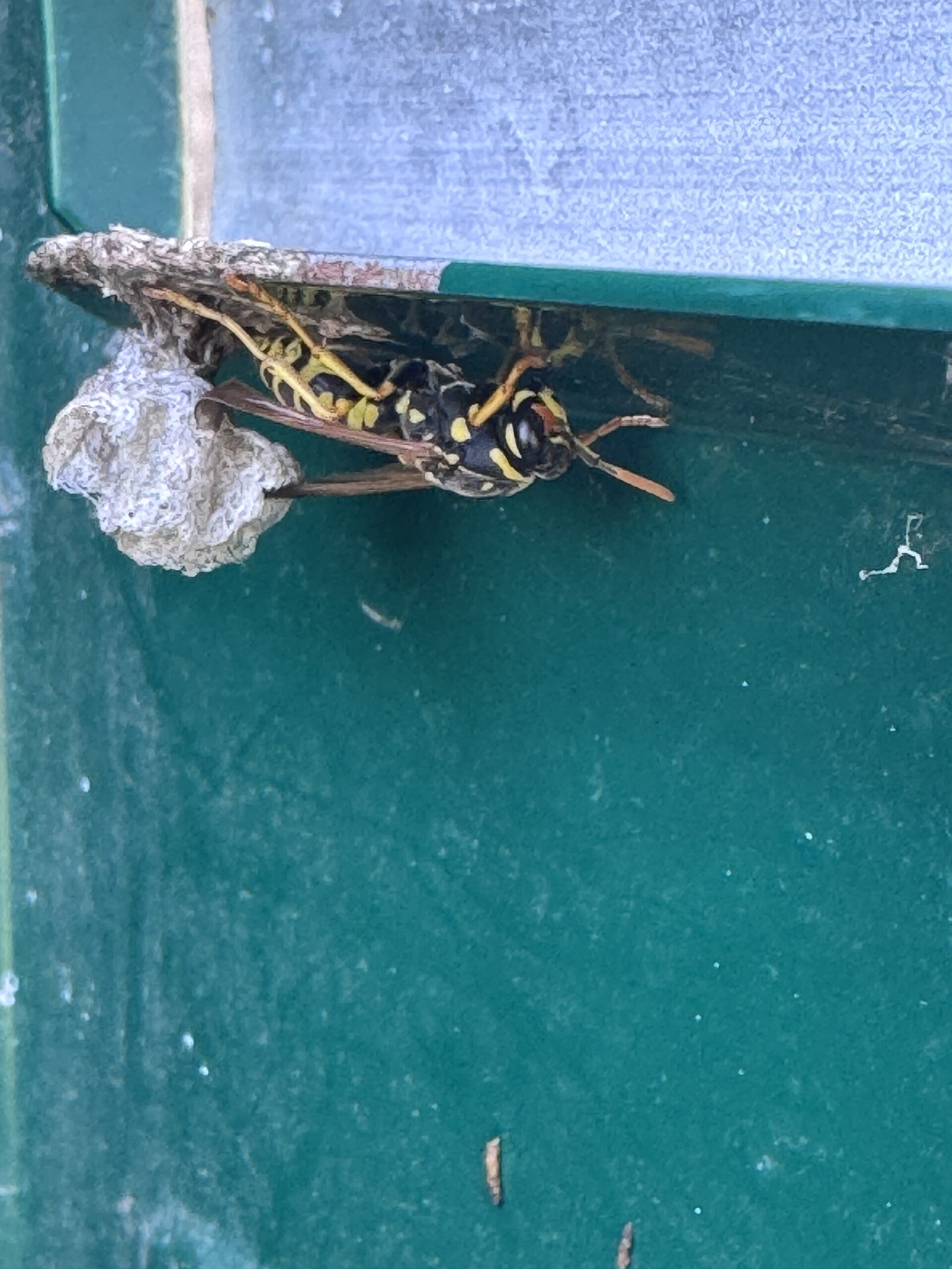 Petit nid de guêpes polistes observé dans l’Allier