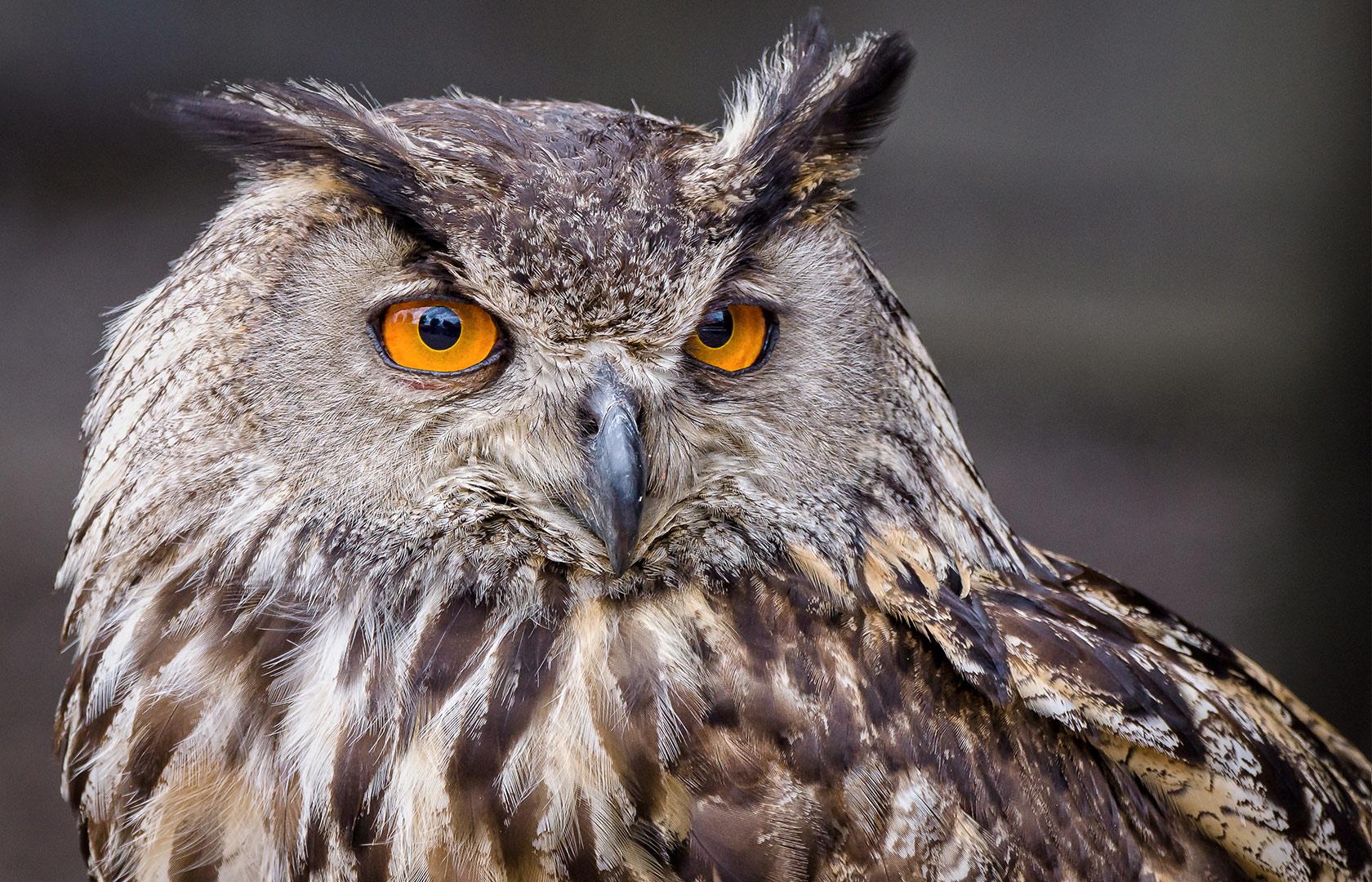 Hibou grand-duc aux yeux orange, prédateur naturel des rats et souris en milieu urbain et rural