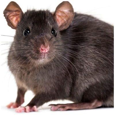 rat noir présent a paris