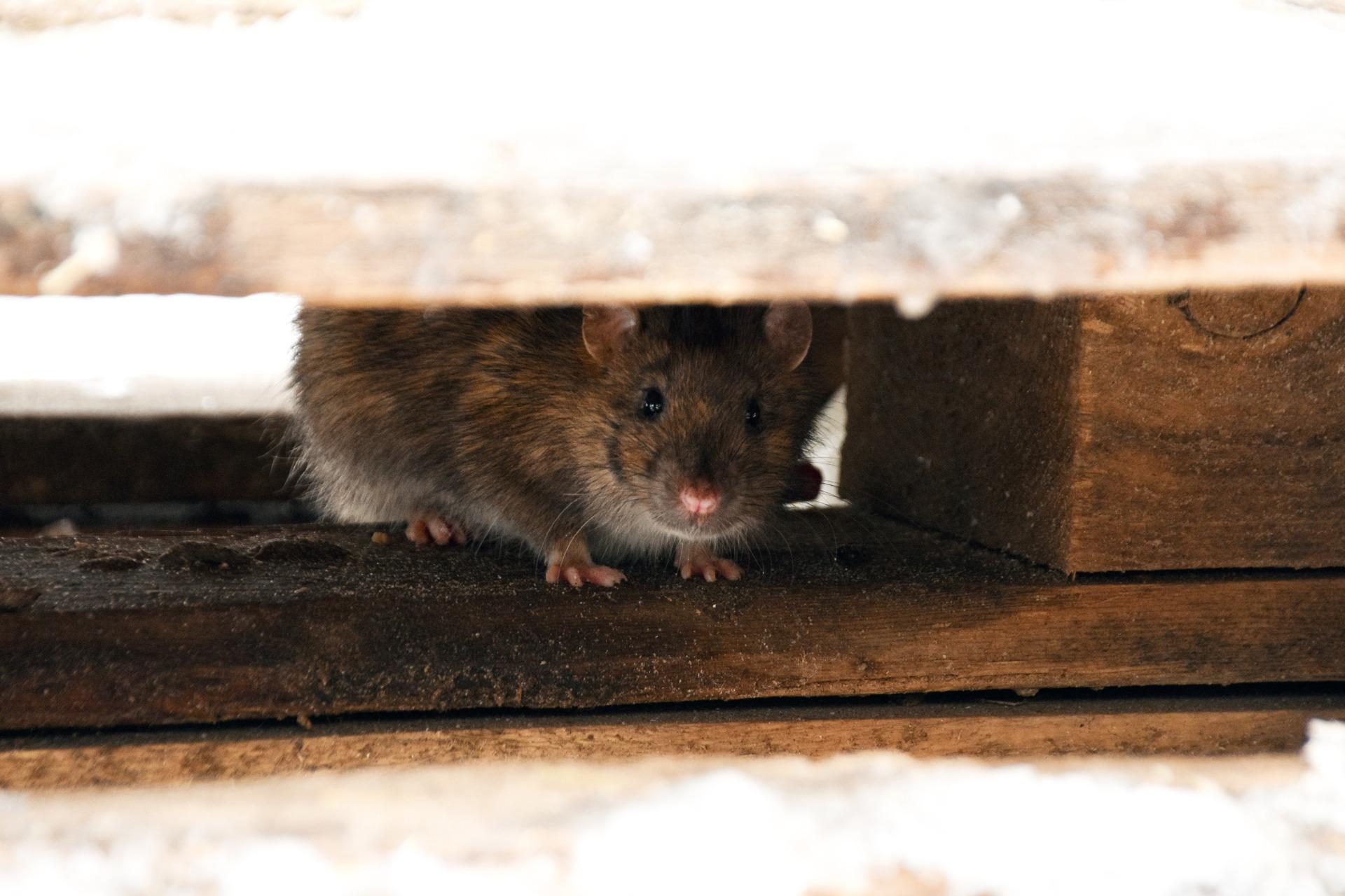 Rat brun dissimulé sous des planches en bois dans un grenier, observant son environnement avant de sortir chercher de la nourriture.